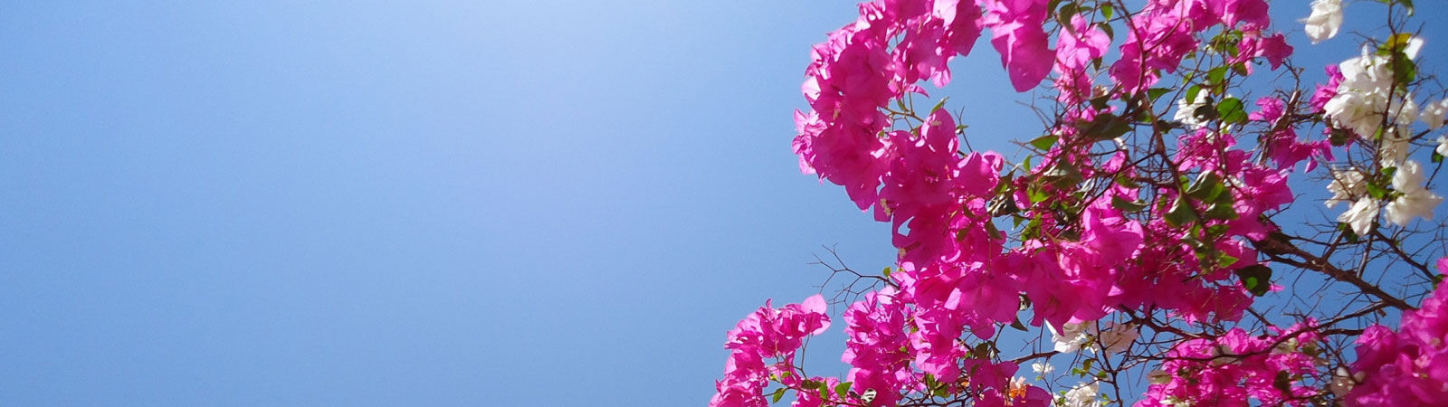 Bloemen